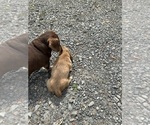 Small Photo #1 Dachshund Puppy For Sale in LOUISA, VA, USA