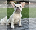 Small French Bulldog