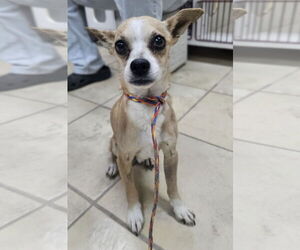 Chihuahua Dogs for adoption in El Centro, CA, USA