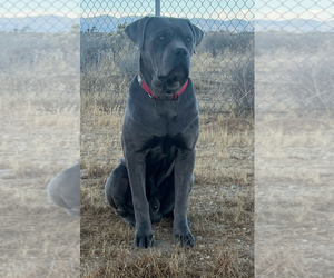 Father of the Cane Corso puppies born on 08/09/2025