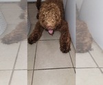 Small Photo #12 Goldendoodle Puppy For Sale in ADELANTO, CA, USA