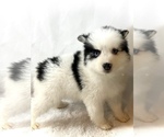 Small #3 Pomsky