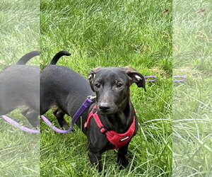 Dachshund-Unknown Mix Dogs for adoption in Virginia Beach, VA, USA