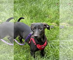 Small Dachshund Mix