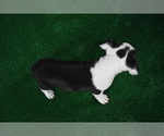 Small Photo #4 Boston Terrier Puppy For Sale in MACON, GA, USA