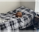 Small #4 Cavapoo