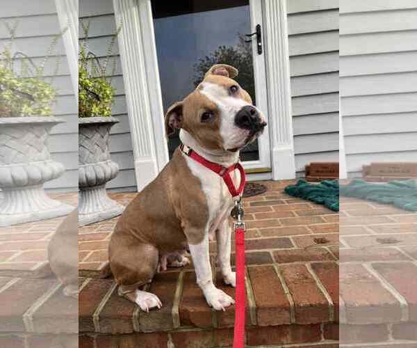 Medium Photo #5 American Pit Bull Terrier Puppy For Sale in Rockville, MD, USA