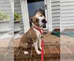 Small #4 American Pit Bull Terrier