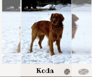 Father of the Golden Retriever puppies born on 01/08/2026