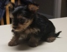 Small Photo #5 Yorkshire Terrier Puppy For Sale in SUWANEE, GA, USA