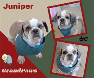 Shih Tzu-Unknown Mix Dogs for adoption in Lindsay, CA, USA