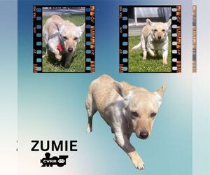 Chihuahua Dogs for adoption in Lindsay, CA, USA