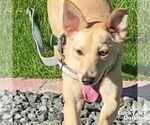Small #2 Labrador Retriever-Retriever  Mix