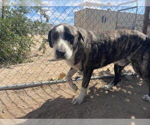 Anatolian Shepherd Dogs for adoption in HESPERIA, CA, USA