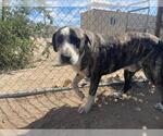 Small Anatolian Shepherd