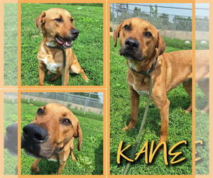 Labrador Retriever-Unknown Mix Dogs for adoption in Pierceton , IN, USA