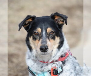 Squirrel - Female Mutt Dog for Adoption - Photo #8