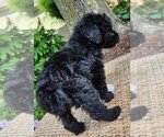 Small #4 Aussiedoodle