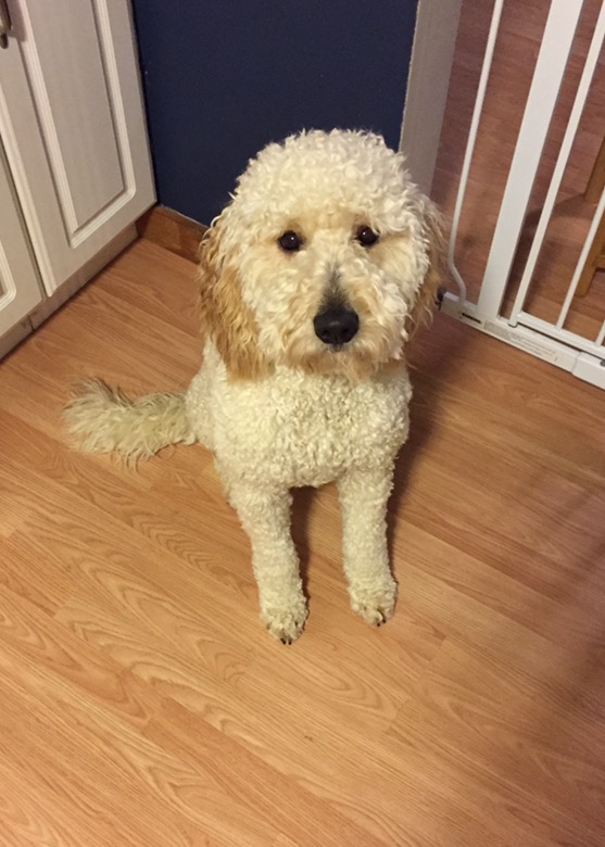Medium Photo #1 Goldendoodle Puppy For Sale in CHERRY CREEK, NY, USA