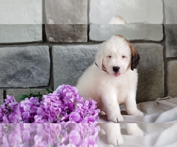 Medium Photo #2 Poodle (Miniature)-Saint Bernard Mix Puppy For Sale in SUGARCREEK, OH, USA