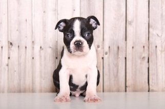 Boston Terrier Puppy for sale in MOUNT VERNON, OH, USA