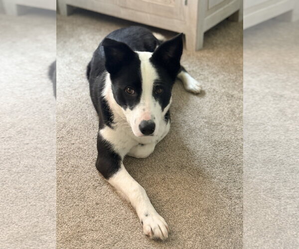 Medium Photo #5 Border Collie Puppy For Sale in Sandy, UT, USA