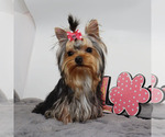 Small #1 Yorkshire Terrier