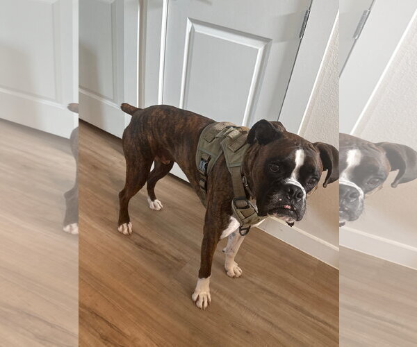 Medium Photo #1 Boxer Puppy For Sale in  Katy, TX, USA