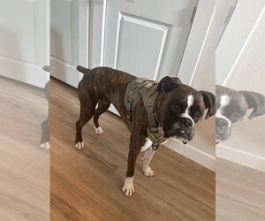 Boxer Dogs for adoption in  Katy, TX, USA