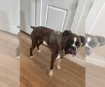 Small Boxer