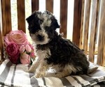 Small #3 Poodle (Miniature)