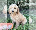 Small #3 Cockapoo (Miniature)