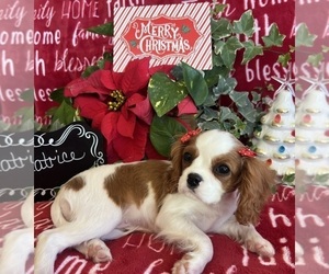 Cavalier King Charles Spaniel Puppy for Sale in ABILENE, Texas USA