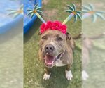 Small #6 American Pit Bull Terrier Mix