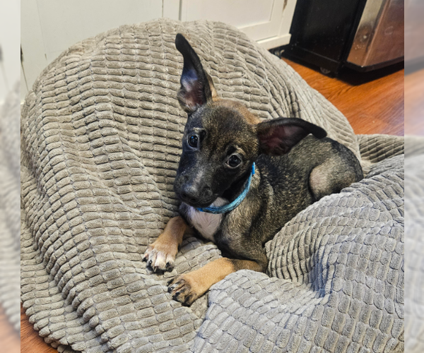 Medium Photo #5 Chihuahua-Unknown Mix Puppy For Sale in Brooklyn Center, MN, USA