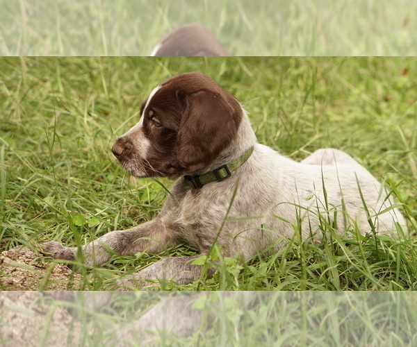 Medium Photo #2 German Shorthaired Pointer-German Wirehaired Pointer Mix Puppy For Sale in FREDERICKSBURG, TX, USA