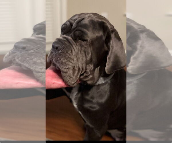 Medium Photo #6 Neapolitan Mastiff Puppy For Sale in Ellisville, MO, USA
