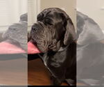 Small #5 Neapolitan Mastiff