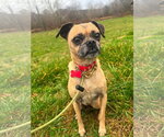 Small Photo #2 Pug-Unknown Mix Puppy For Sale in Germantown, OH, USA