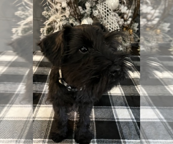 Medium Photo #8 Schnauzer (Miniature) Puppy For Sale in SOMERVILLE, AL, USA