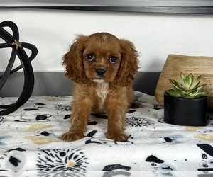 Cavalier King Charles Spaniel Puppy for sale in FRANKLIN, IN, USA