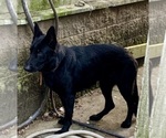 Small Photo #1 German Shepherd Dog Puppy For Sale in VIOLET, LA, USA