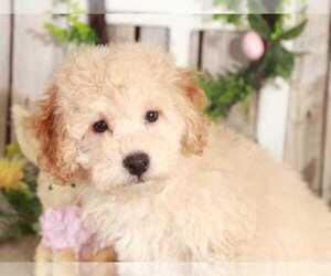 Poochon Puppy for sale in MOUNT VERNON, OH, USA