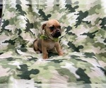 Small Photo #10 Puggle Puppy For Sale in LAKELAND, FL, USA