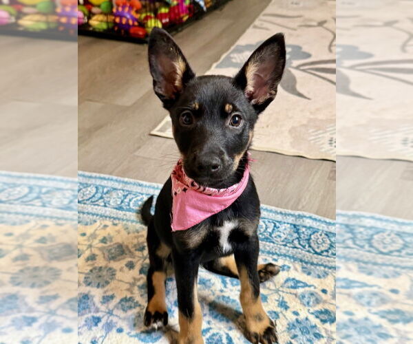 Medium Photo #4 German Shepherd Dog-Unknown Mix Puppy For Sale in San Leon, TX, USA