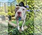 Small #10 American Pit Bull Terrier Mix
