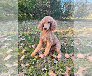 Poodle (Standard) Puppy for sale in INKSTER, MI, USA
