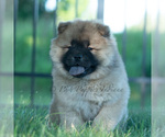 Small Photo #30 Chow Chow Puppy For Sale in WARSAW, IN, USA