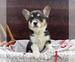 Small Pembroke Welsh Corgi