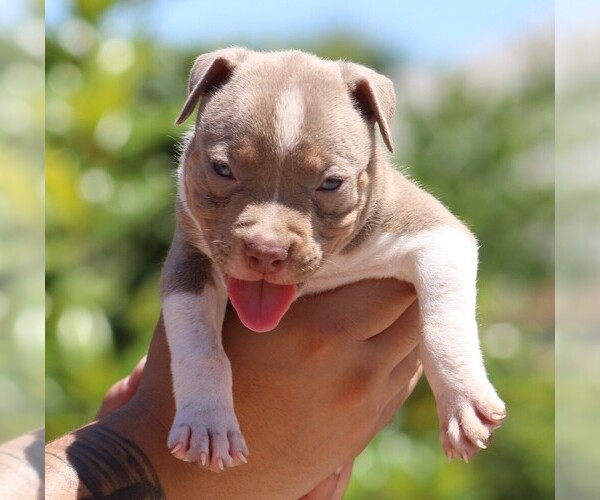 Medium Photo #3 American Bully Puppy For Sale in CRESTVIEW, FL, USA